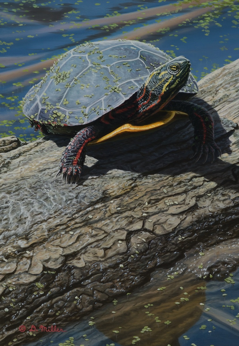 The Sun Bathing Log -  by Darin Miller